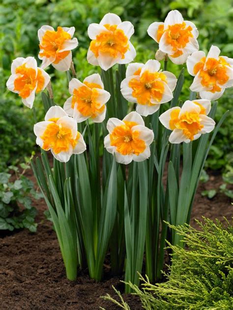 Baby, on your birthday, i pray that you get whatever your heart desires. Birth Month Flowers | HGTV