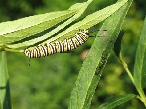 If you find small plants that are likely growing from seeds dispersed the year before, these will be much easier to transplant! New St. Louis Initiative Encourages Residents To Plant ...