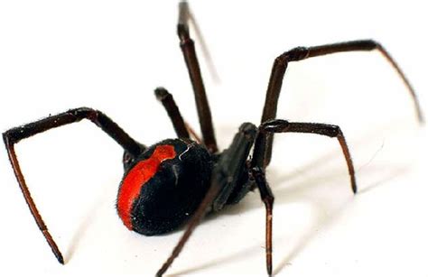 Top 10 Deadliest Spiders Listverse