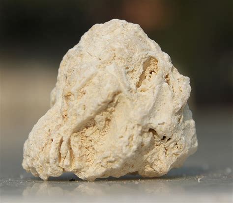 Fossiliferous Limestone Wikipedia