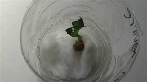 Stop Motion Plant Growth Youtube