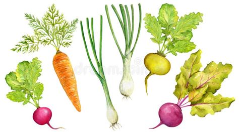Watercolor Root Vegetables Stock Illustrations 476 Watercolor Root
