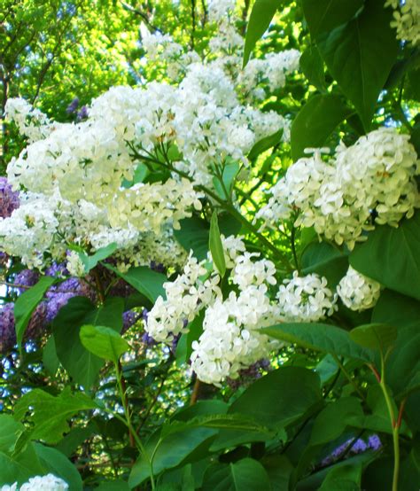 Common White Lilac Syringa Vulgaris Var Alba Beautiful Gardens