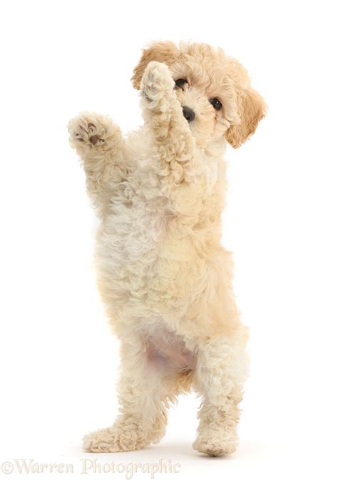 Dog Cute Playful Poochon Puppy 6 Weeks Old Photo Wp41604