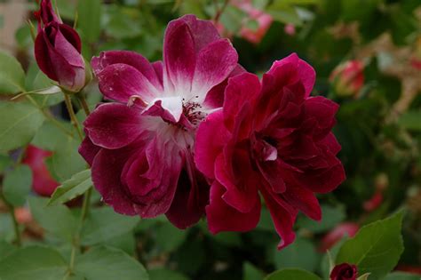 Burgundy Iceberg Rose Rosa Burgundy Iceberg In Lafayette Louisiana