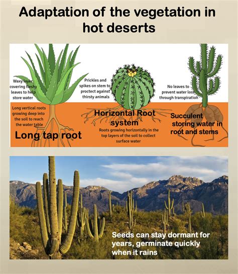🎉 Hot Desert Biome Location Desert Biome A Definitive Guide To Its