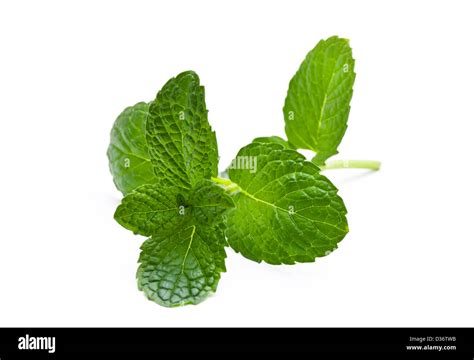 Green Mint Over White Background Stock Photo Alamy