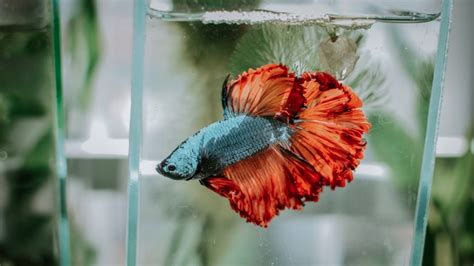 The Truth About Betta Fish Read This Before You Buy One