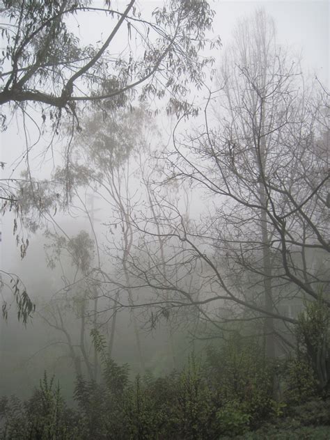 Foggy Misty Rain Walk With Me Ponder And Dream