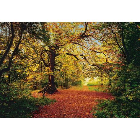 Komar 106 In X 153 In Autumn Forest Wall Mural 8 068 The Home Depot