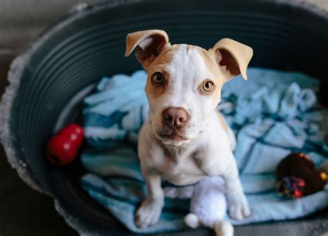 Check out our ikea sheet selection for the very best in unique or custom, handmade pieces from our shops. IKEA wants to turn your old sheets into beds for animals ...