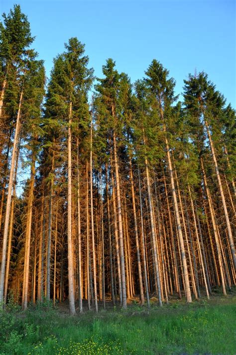 Pine Forest Royalty Free Stock Photography Image 11289417