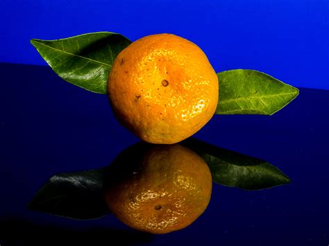 무료 이미지 주황색 식품 생기게 하다 노랑 만다린 오렌지 클레멘 타인 시트론 매크로 사진 꽃 피는 식물