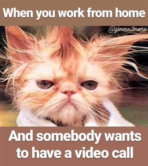 Working From Home Funny Animal Jokes And Cute Funny Animals