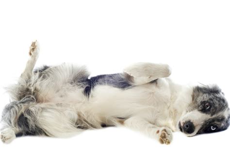 4 why sue hasn't got a pencil? Umbilical Hernia in Dogs - Dog Hernia | petMD