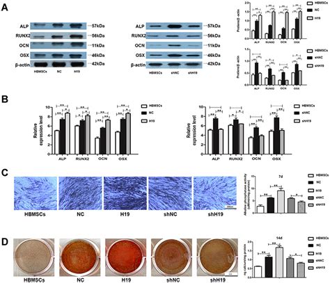 human amnion derived mesenchymal stem cells promote osteogenic differentiation of human bone