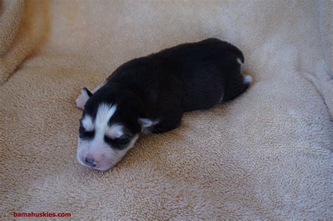 Ambers Puppy Update 3 20 14 Siberian Husky Puppies For Sale
