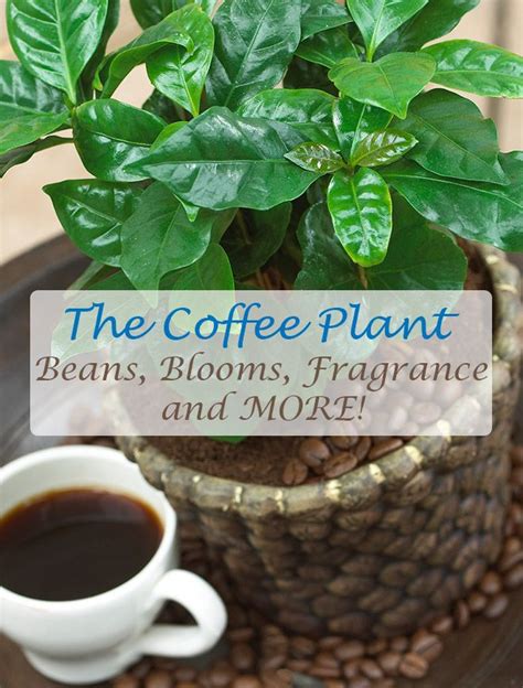 Most beans are harvested before the seed grows too large, and the overall harvest will continue for many weeks if the beans are picked every day or so. Arabica Coffee Plant | Coffee plant, Plants, Fast growing ...