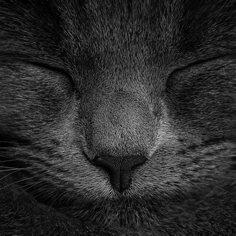 Sleeping Cat Wallpapers 4k Hd Sleeping Cat Backgrounds On Wallpaperbat