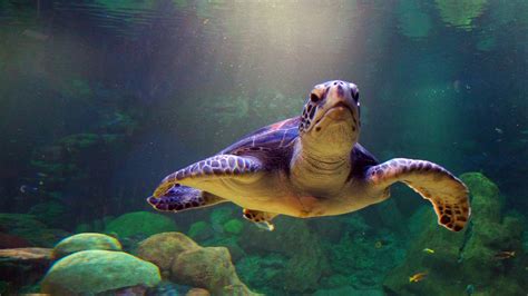 Sea Turtle Desktop Wallpaper Animated