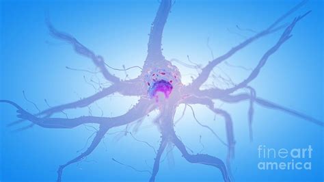 Illustration Of A Human Nerve Cell Photograph By Sebastian Kaulitzki