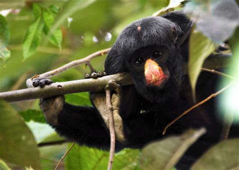 50 Endangered Species That Only Live In The Amazon Rainforest Stacker