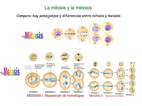 Diferencias Entre Mitosis Y Meiosis