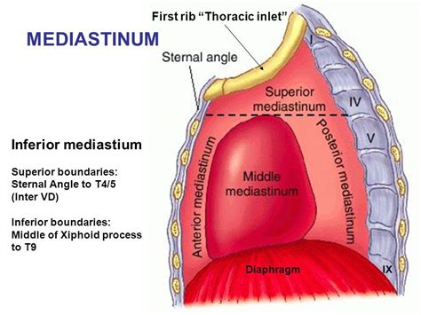 Pin By Melissa Blaker On Thoracic Surgery Xiphoid Process First Rib