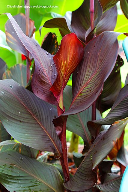 Tropical Looking Plants That Are Cold Hardy Plants Bq