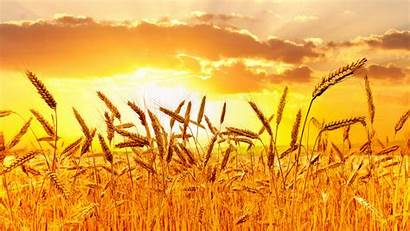 Uhd Sunset 4k Wheat Wallpapers Title Gilded