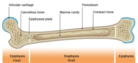 Types And Parts Of Bones All About Anatomy And Physiology