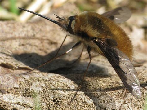 The short answer is yes, a bee is an insect, and it belongs to class insecta. Dark-edged Bee-fly | NatureSpot