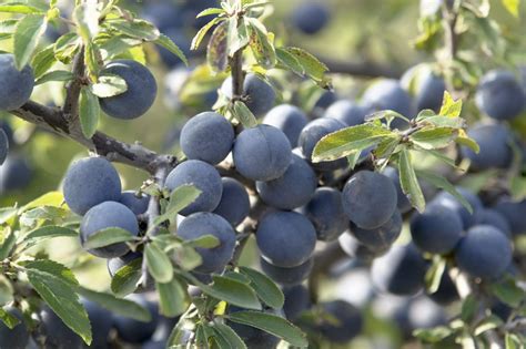 Information About Blackthorn Plants - What Are Uses For Blackthorn Berries