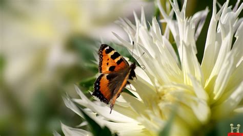 Affordable and search from millions of royalty free images, photos and vectors. Beautiful Butterflies and Flowers Wallpapers (56+ images)