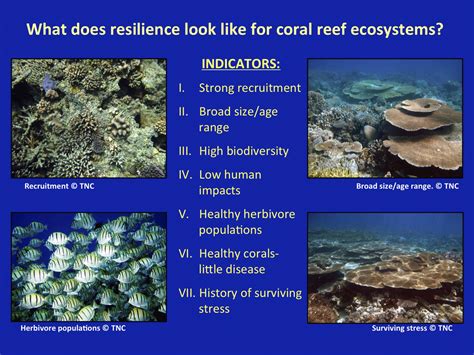 The importance of coral reefs. Understanding Coral Reef Resilience | Reef Resilience
