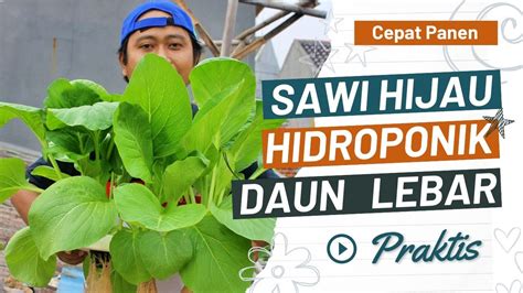 Tutorial Tanam Caisim Sawi Hijau Hidroponik Dengan Mudah Cepat