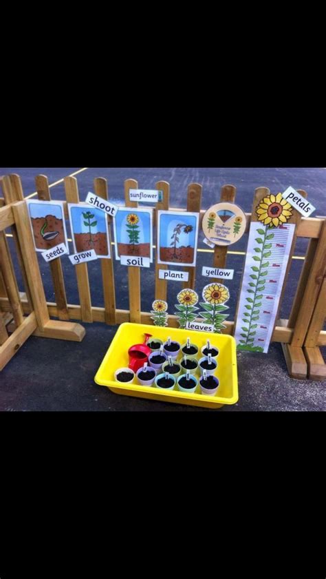 Plants Interactive Display Eyfs Activities Nursery Activities Spring