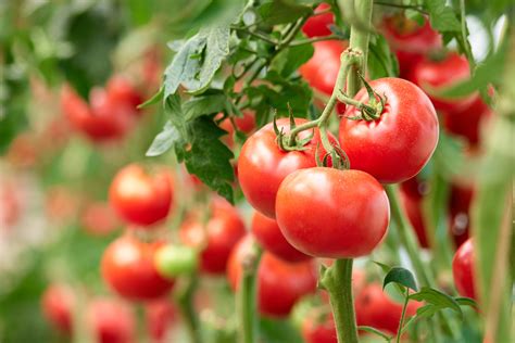 4 Delicious Tomato Recipes Peoplehype