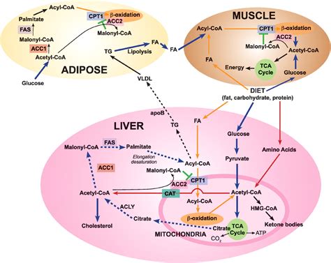 Fatty Acid Metabolism Target For Metabolic Syndrome