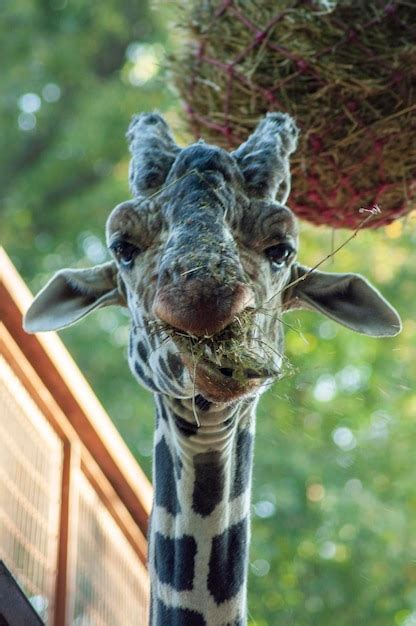 Premium Photo Portrait Of A Beautiful Giraffe In The Zoo Kyiv