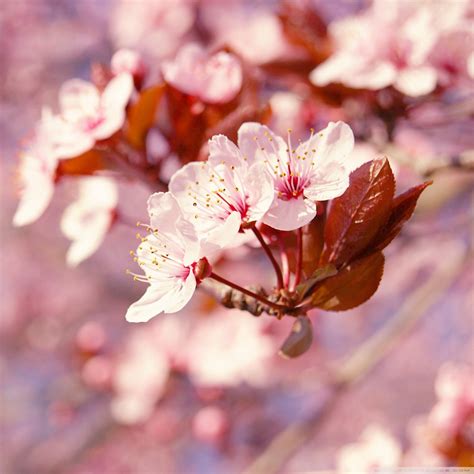 Wow 15 Wallpaper Bunga Sakura Untuk Asus Gambar Bunga Indah