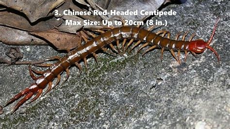 8 Largest Centipedes In The World Youtube
