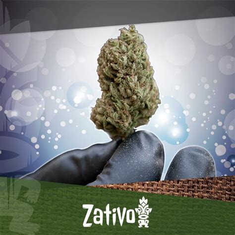 This severe mental disorder can result in hallucinations, delusions, and extremely disordered thinking and behavior that interfere with daily living. Le CBD Idéal Pour Le Traitement De La Schizophrénie | Dr CBD
