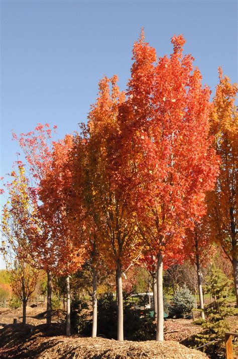 Armstrong Gold Red Maple - William Quinn & Sons