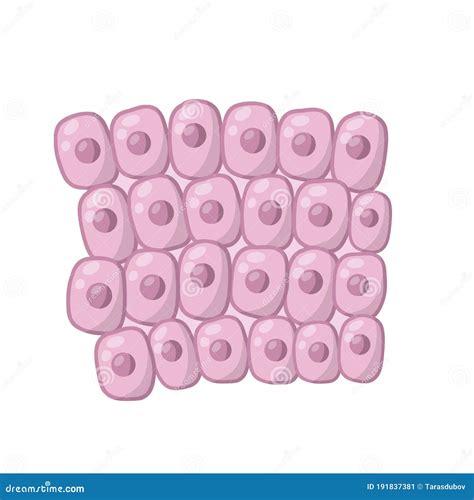 Epidermis Cell Structure Of Layers Cartoon Vector