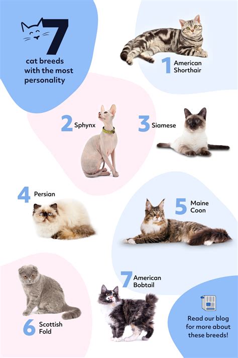 The 7 Best Cat Breeds With The Most Personality Cat Breeds Best Cat