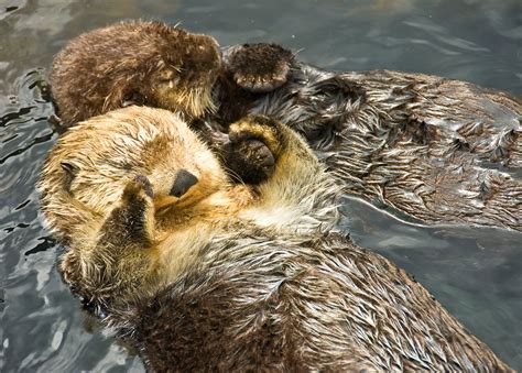 Sea Otters Holding Hands Sleeping