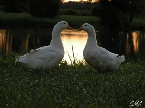 Two Pekin Ducks Share What Seems To Be A Friendly Kiss Near A Pond Illuminated By The Warm Glow