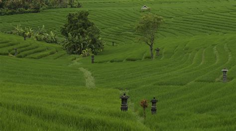 Your Own Romantic Bali Rice Fields Tour Top 10 Things To Do In Bali