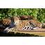 Beauty Cute Amazing Leopard Animal Wallpapers HD / Desktop 